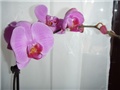 orhideja boja cikalme